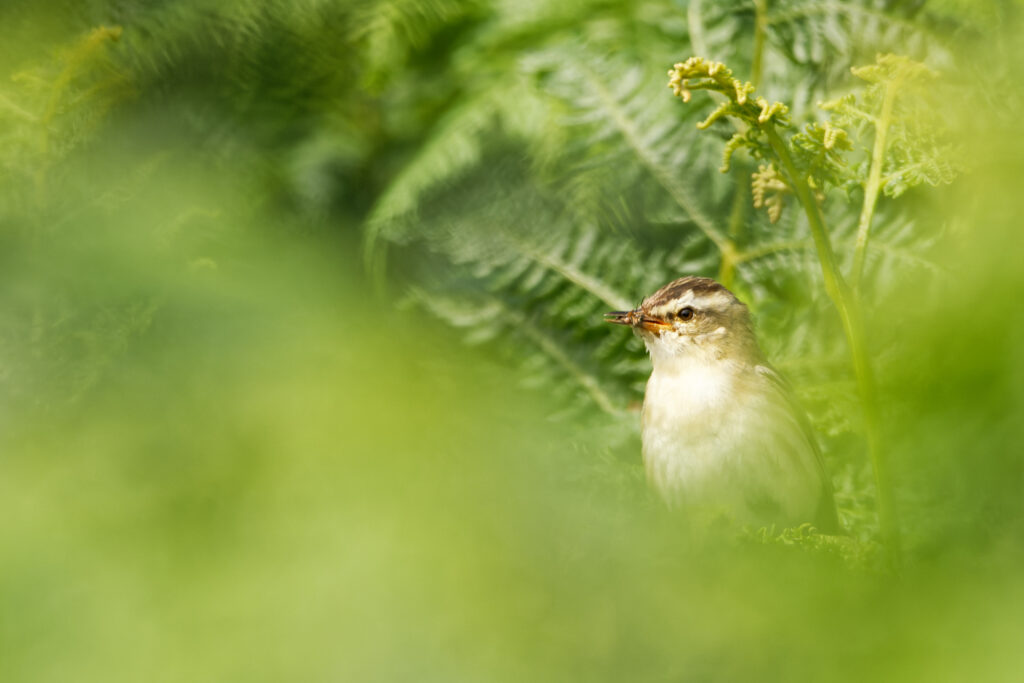 Sedge Warbler